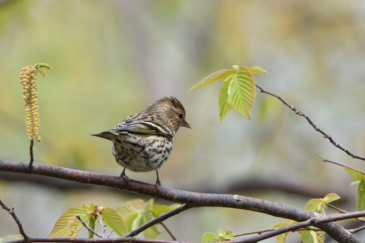 Pine Siskin - ML619650567