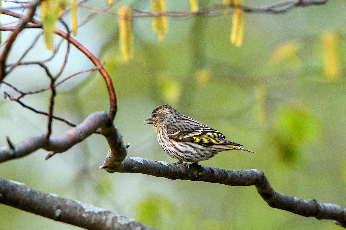 Pine Siskin - ML619650568