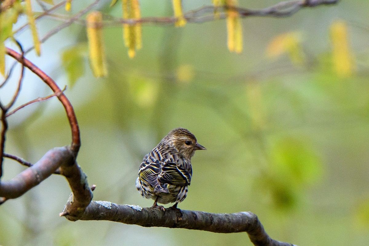 Pine Siskin - ML619650569