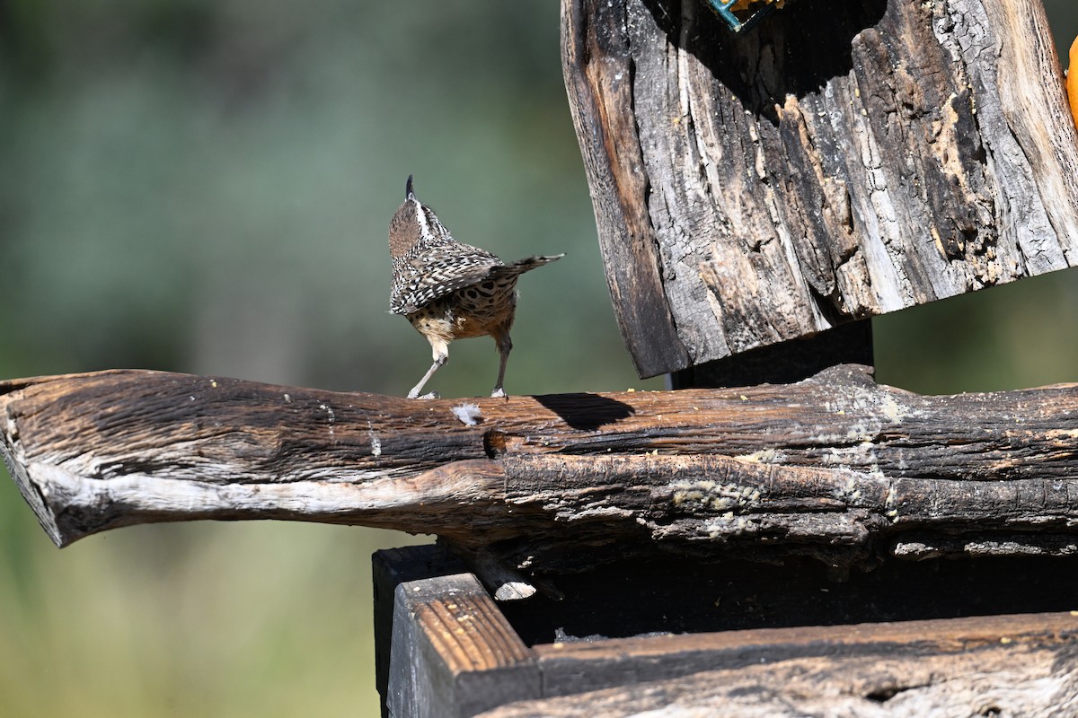 Cactus Wren - Andrea Duran