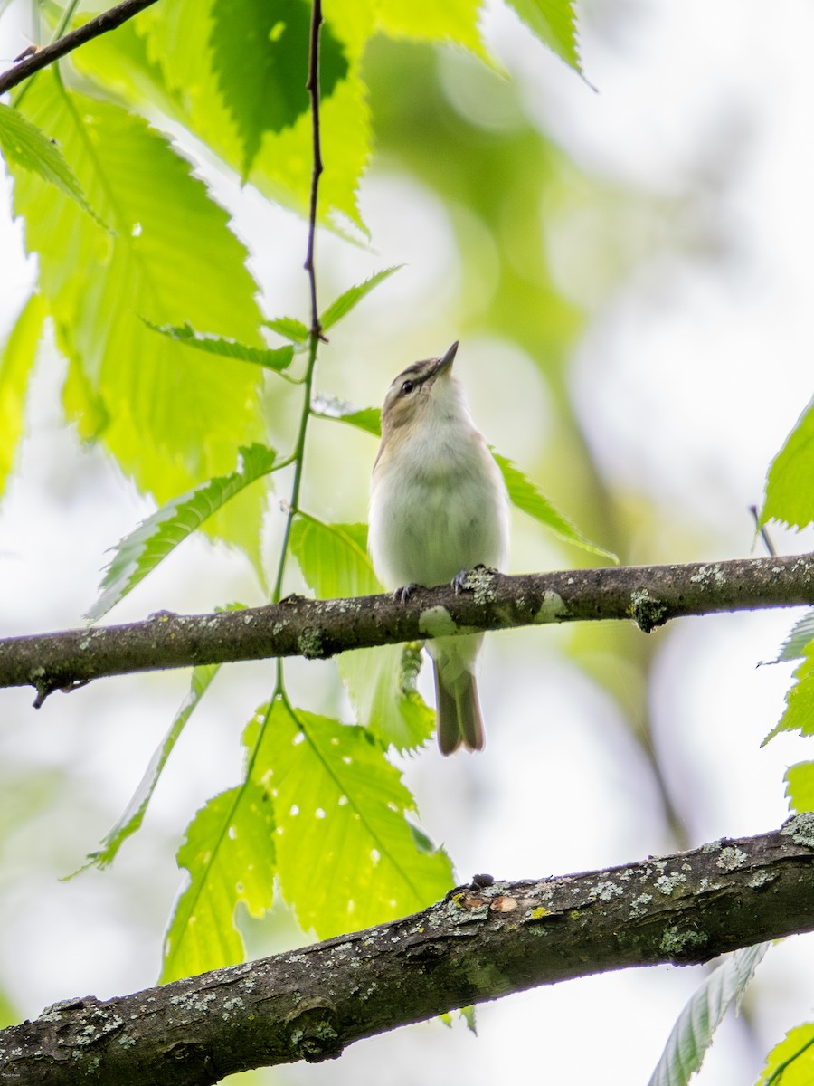 Red-eyed Vireo - David Howe & Rosanne Dawson