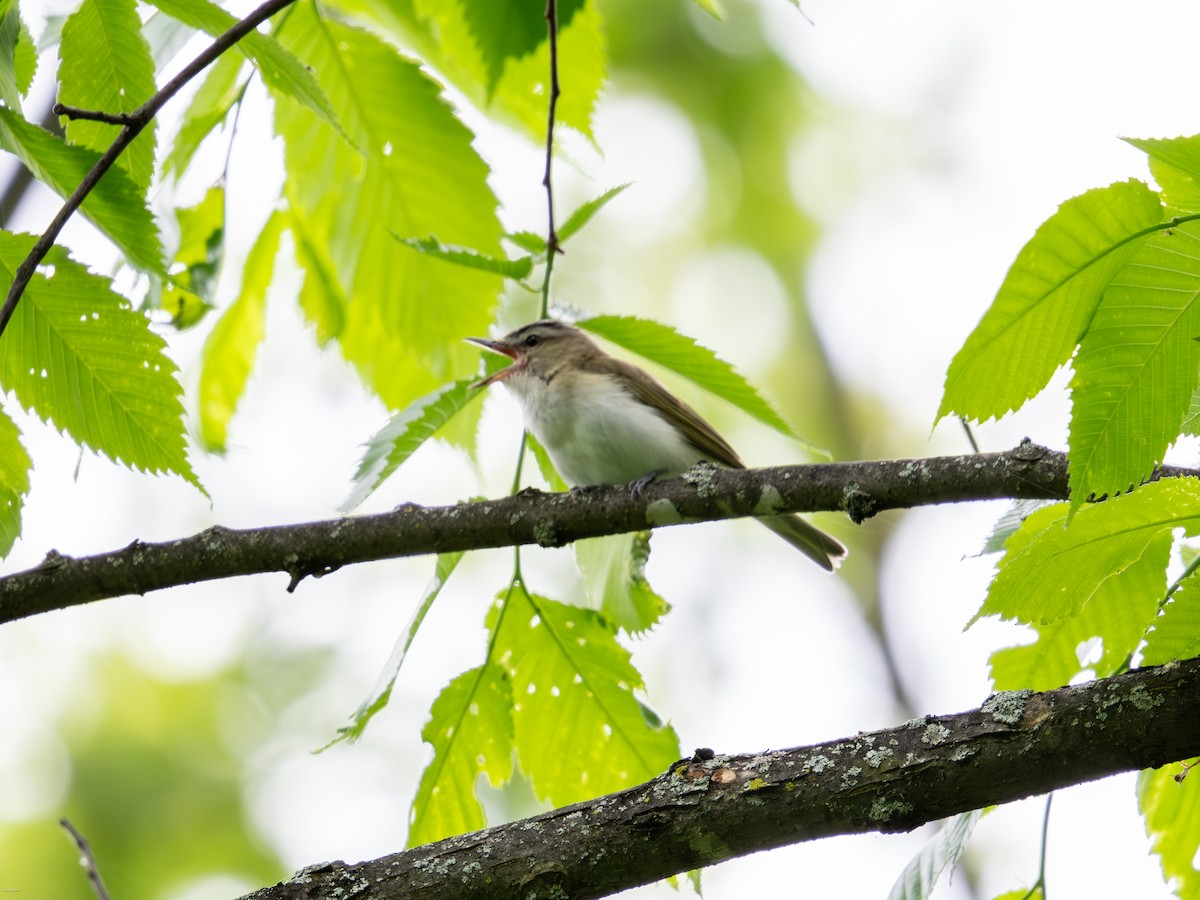 Red-eyed Vireo - David Howe & Rosanne Dawson