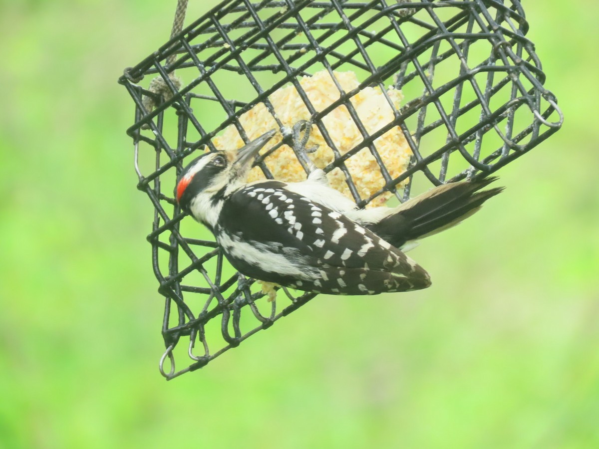 Hairy Woodpecker - ML619650585