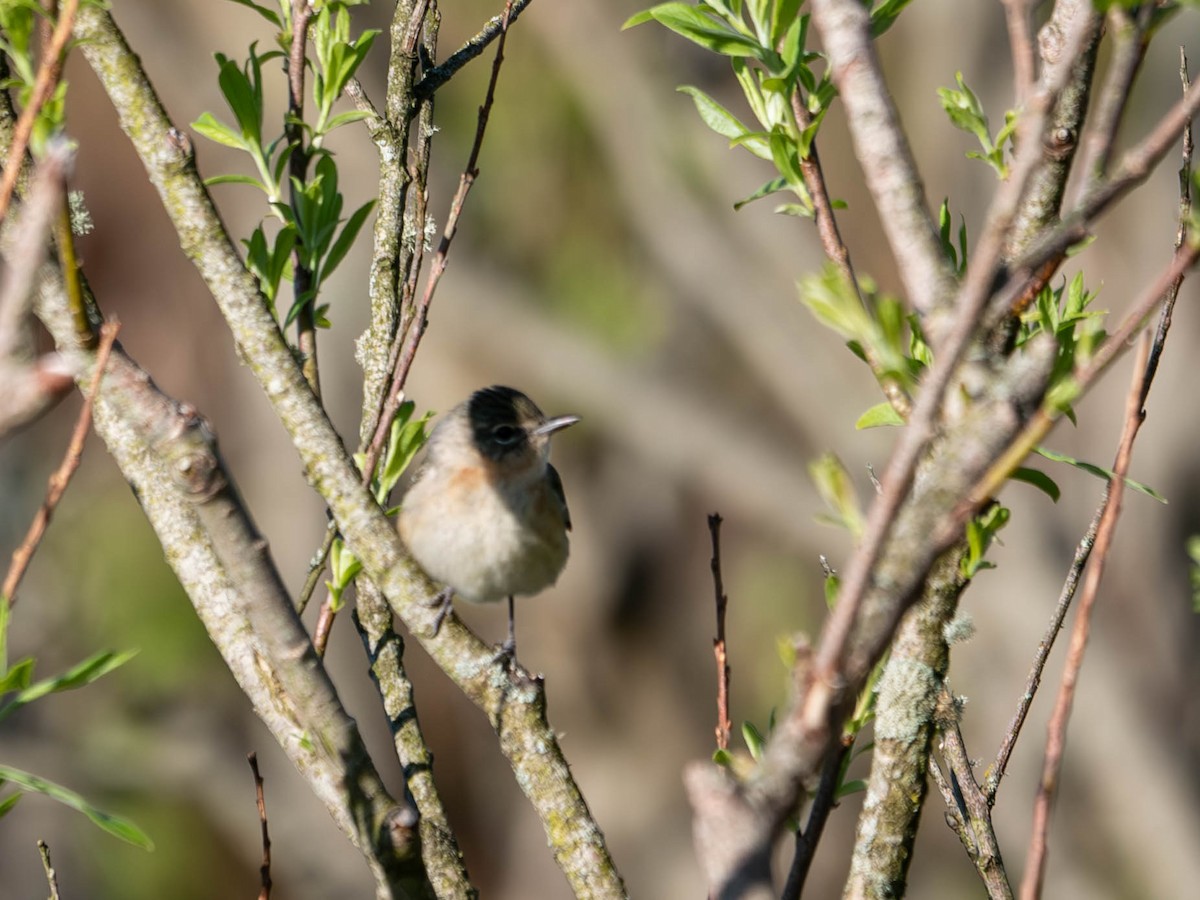 Bay-breasted Warbler - Natalie Barkhouse-Bishop