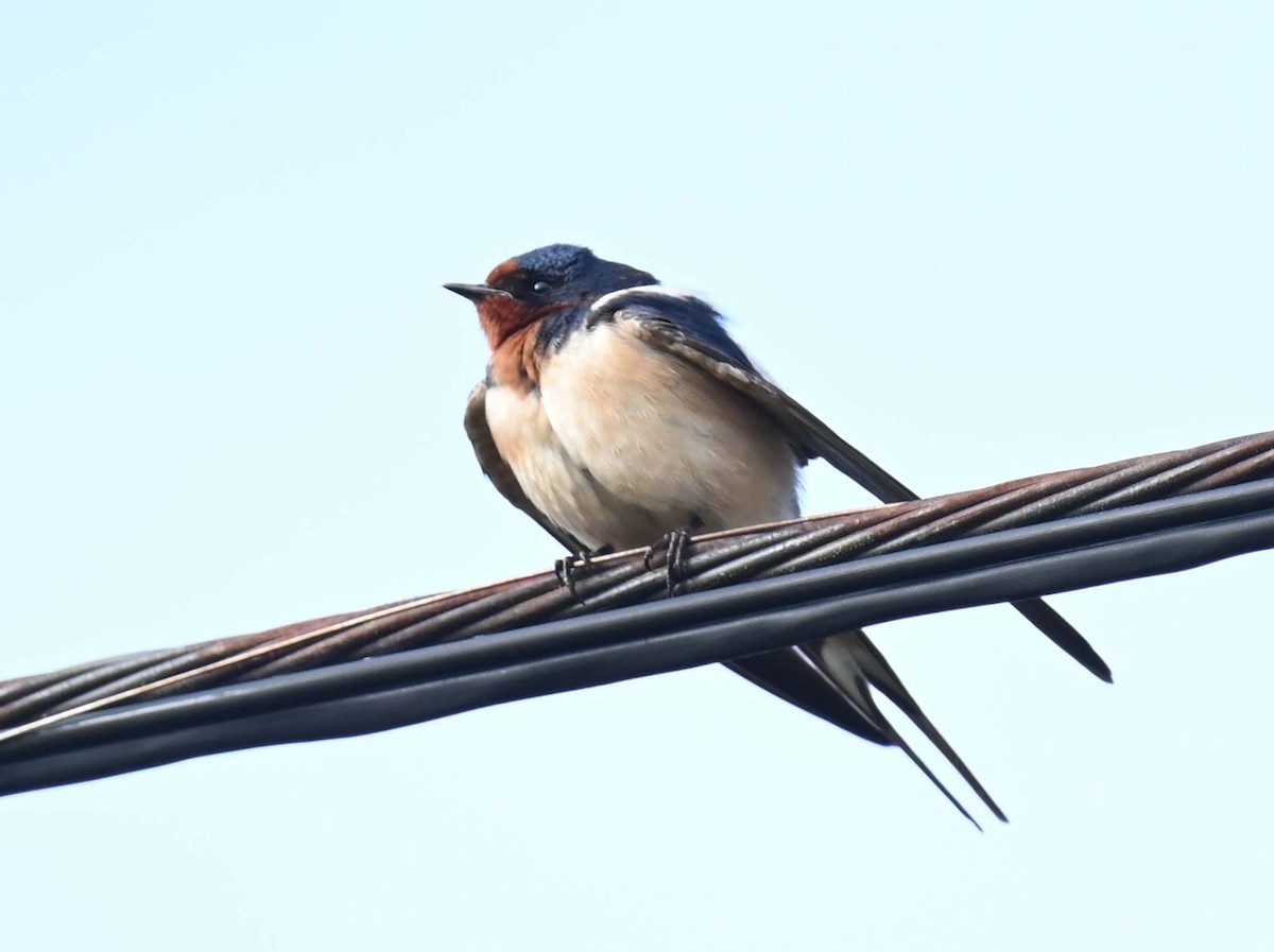 vlaštovka obecná (ssp. erythrogaster) - ML619650592