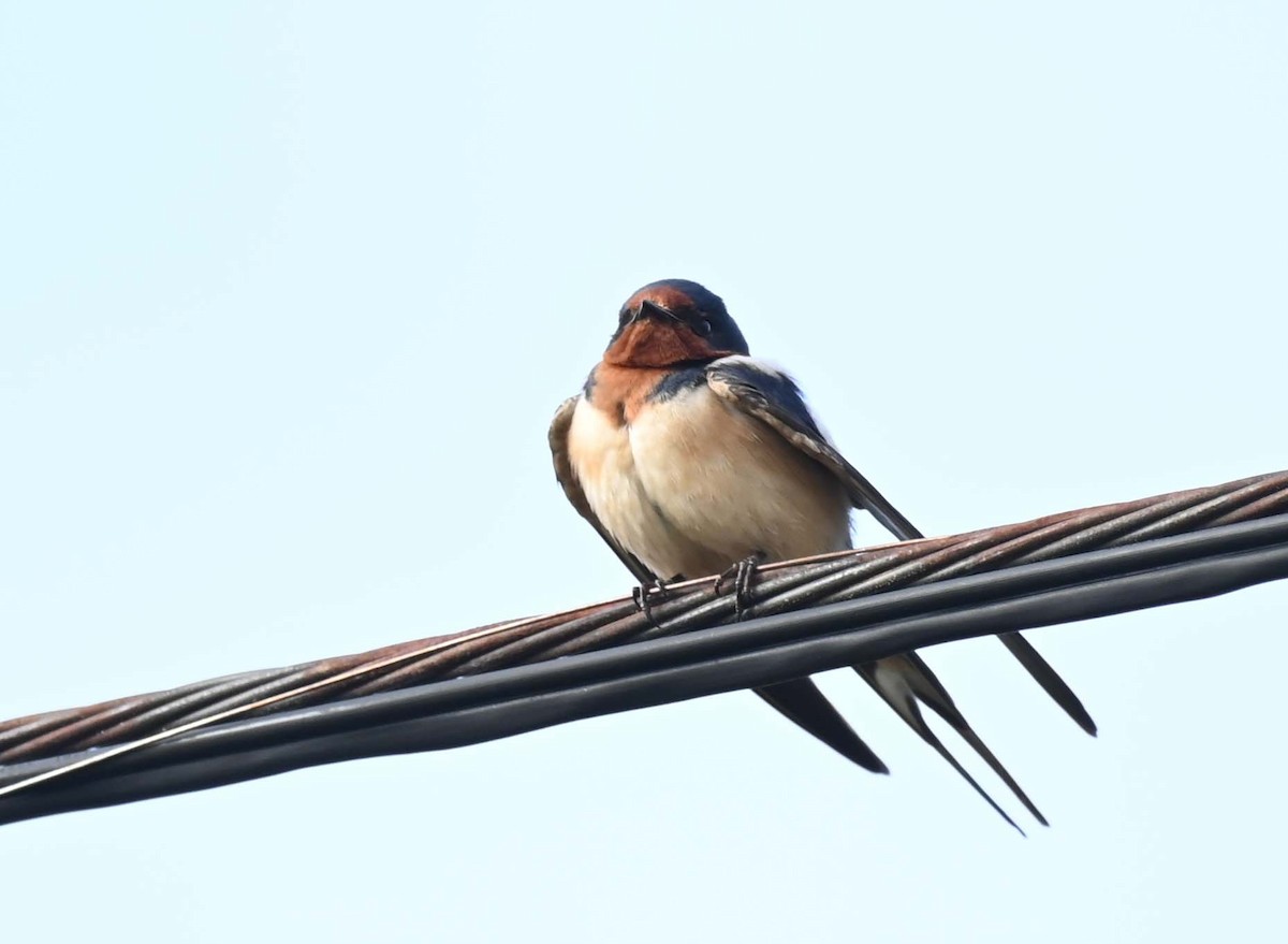 vlaštovka obecná (ssp. erythrogaster) - ML619650593