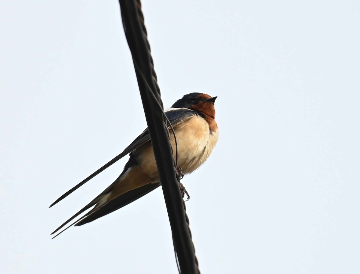 Barn Swallow (American) - Kathy Marche