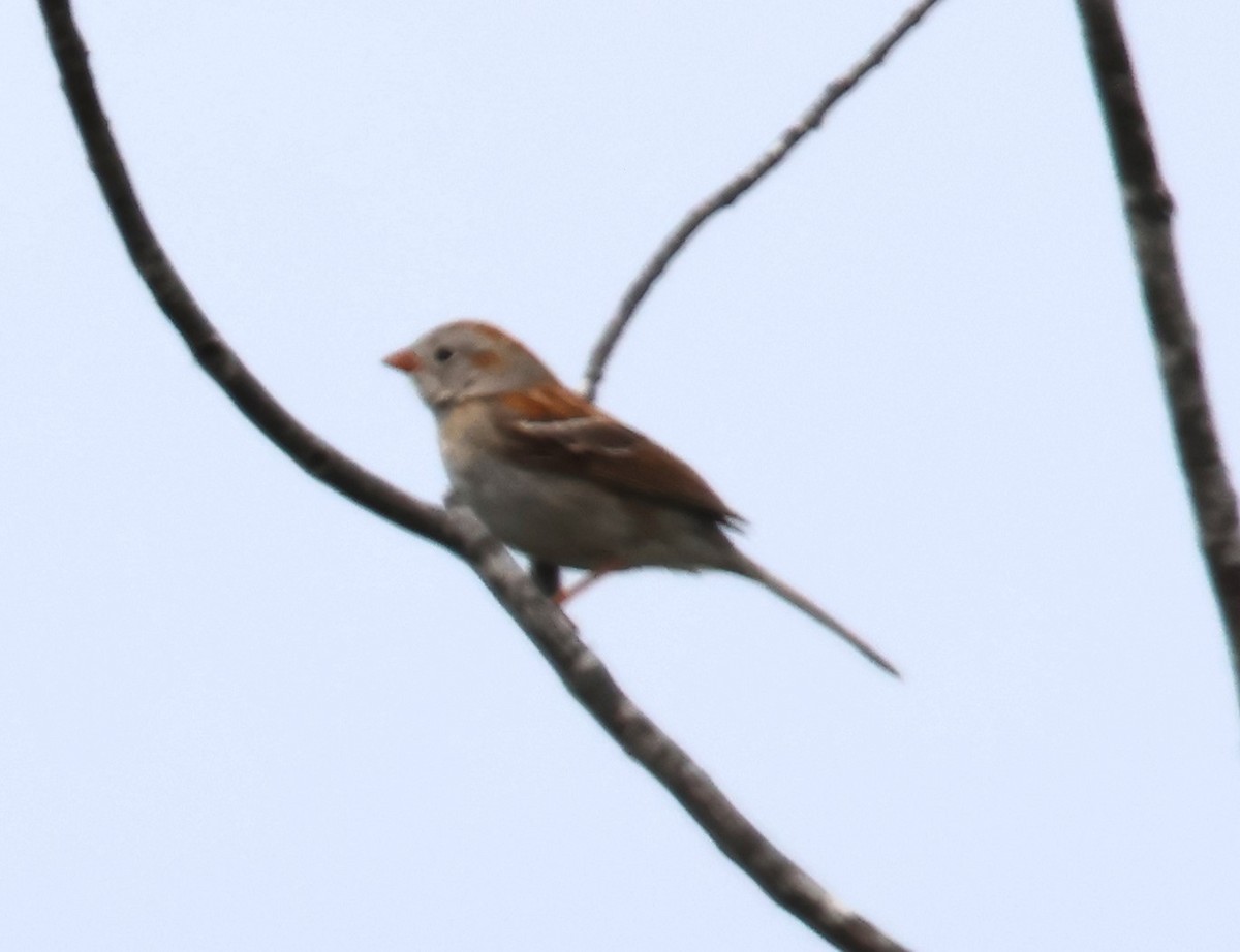 Field Sparrow - Alan Shapiro