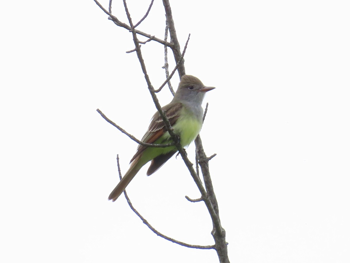 Great Crested Flycatcher - Kathy Broshous