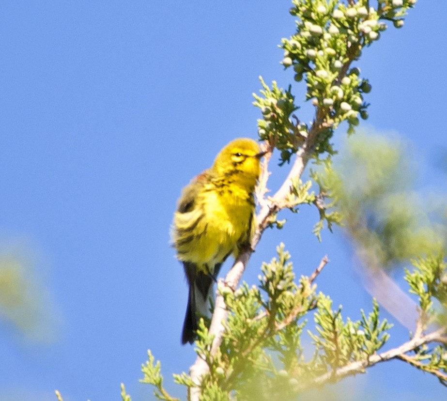 Prairie Warbler - Sheryl Galvez