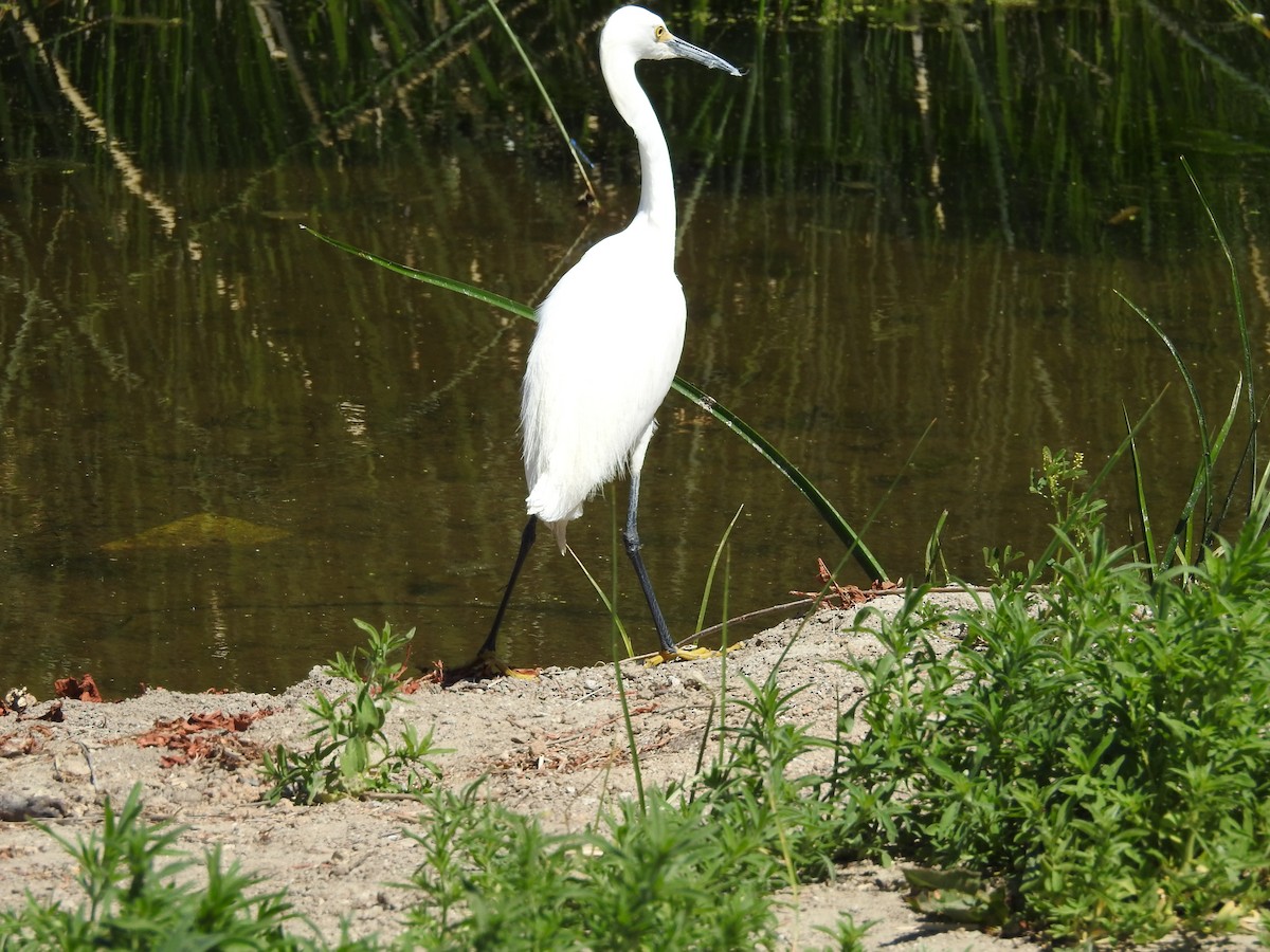 Snowy Egret - ML619650610