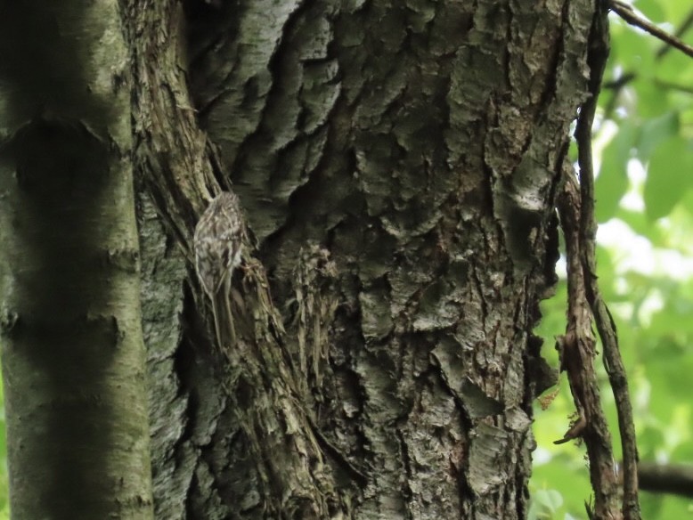 Brown Creeper - ML619650614