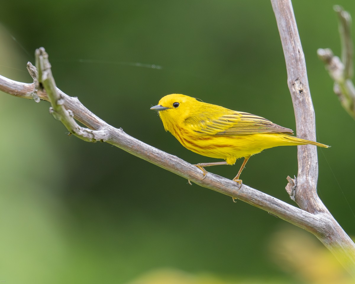 Yellow Warbler - David Howe & Rosanne Dawson