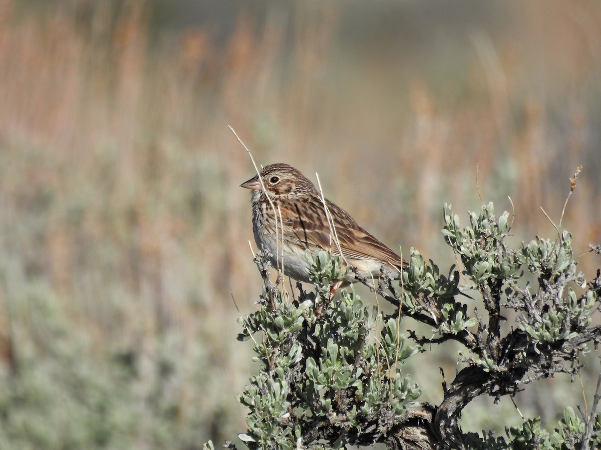 Vesper Sparrow - Spencer Hurt