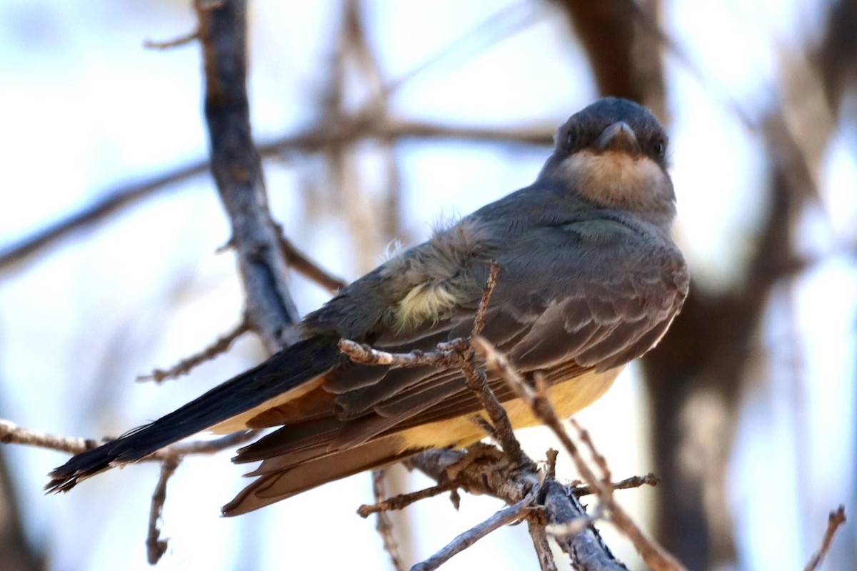 Cassin's Kingbird - Danny Smith