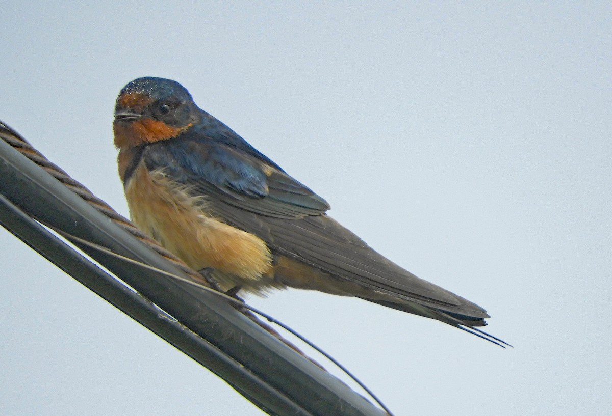 Barn Swallow (American) - Ray Wershler