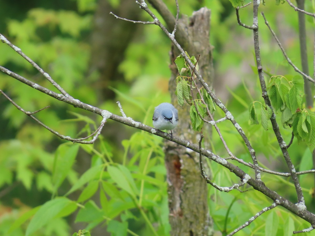 Blue-gray Gnatcatcher - ML619650636