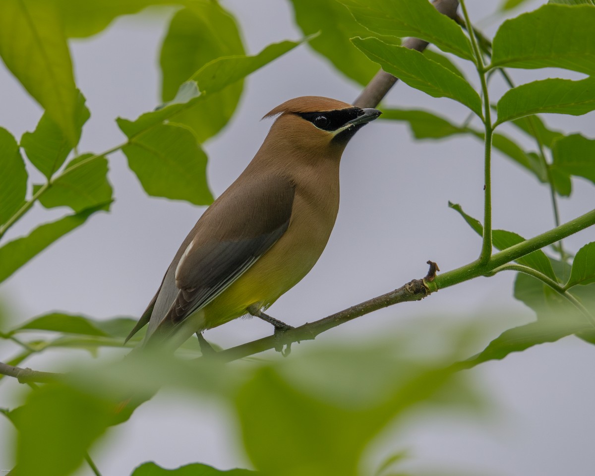 Cedar Waxwing - ML619650641