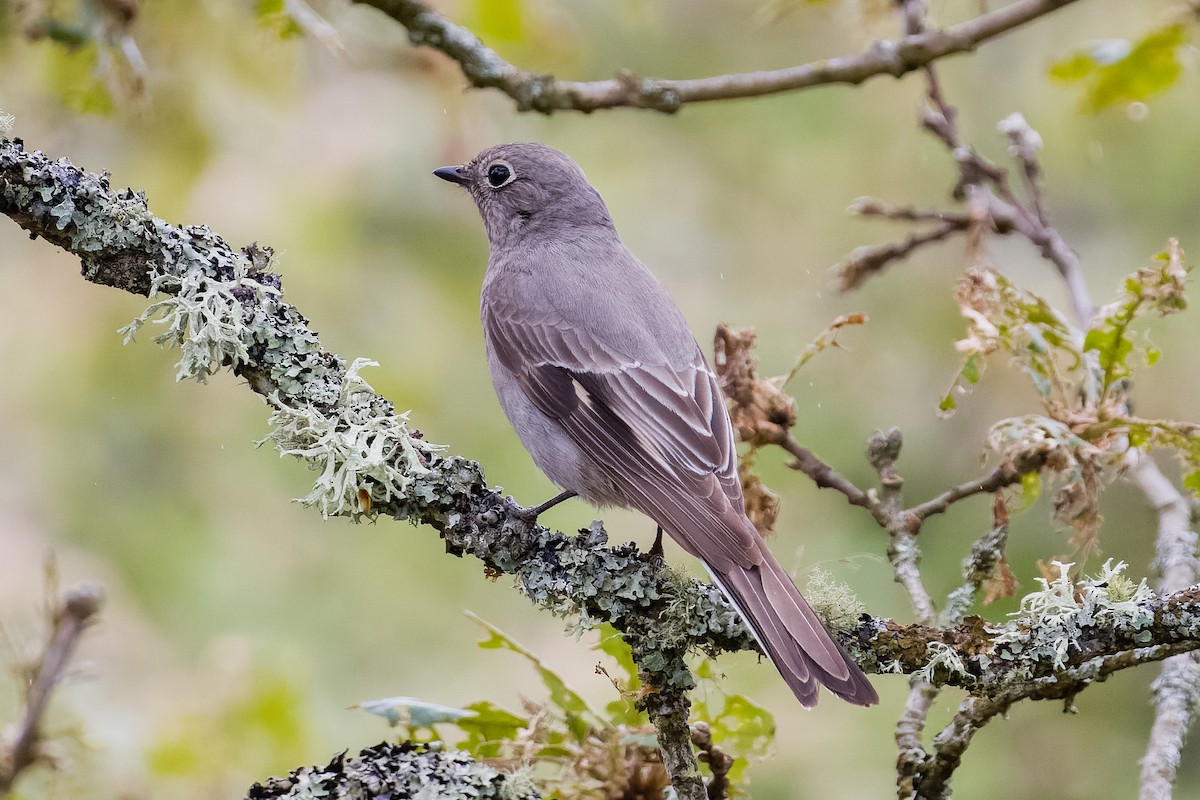 Townsend's Solitaire - Les Peterson