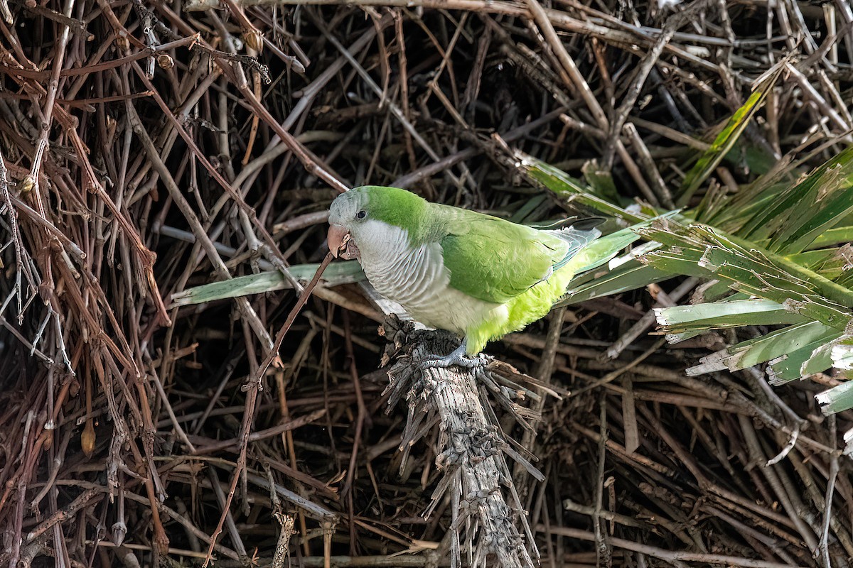 Monk Parakeet - Raphael Kurz -  Aves do Sul