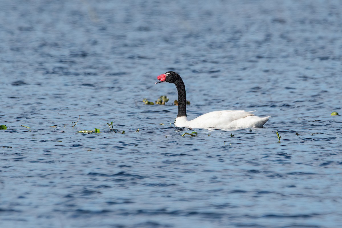 Black-necked Swan - ML619650653
