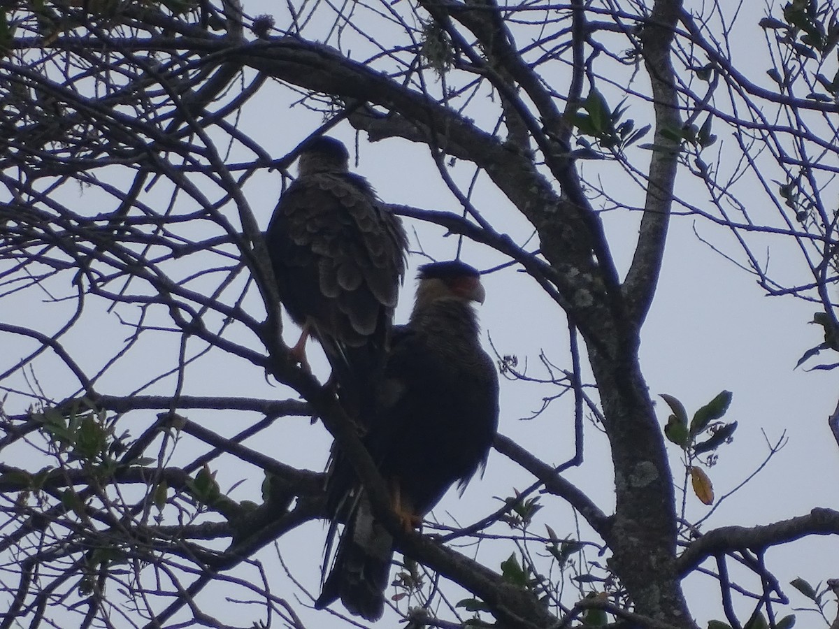 Crested Caracara - ML619650664