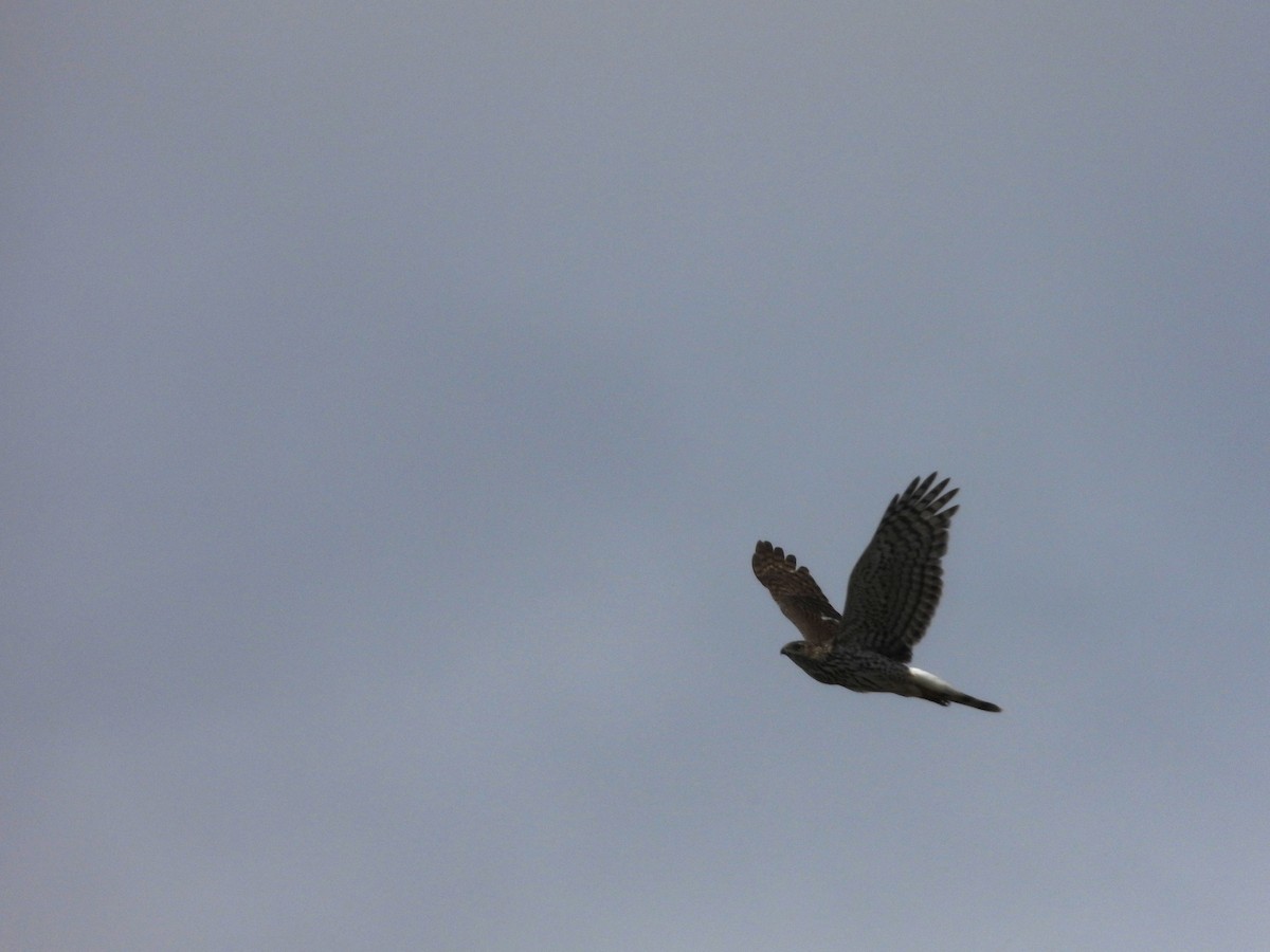 Northern Harrier - Maura Powers