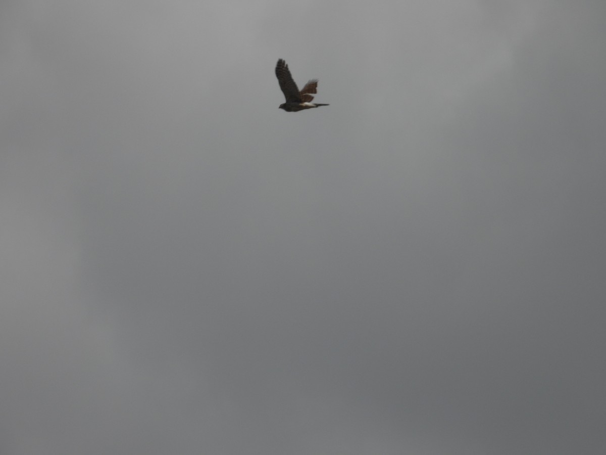 Northern Harrier - Maura Powers