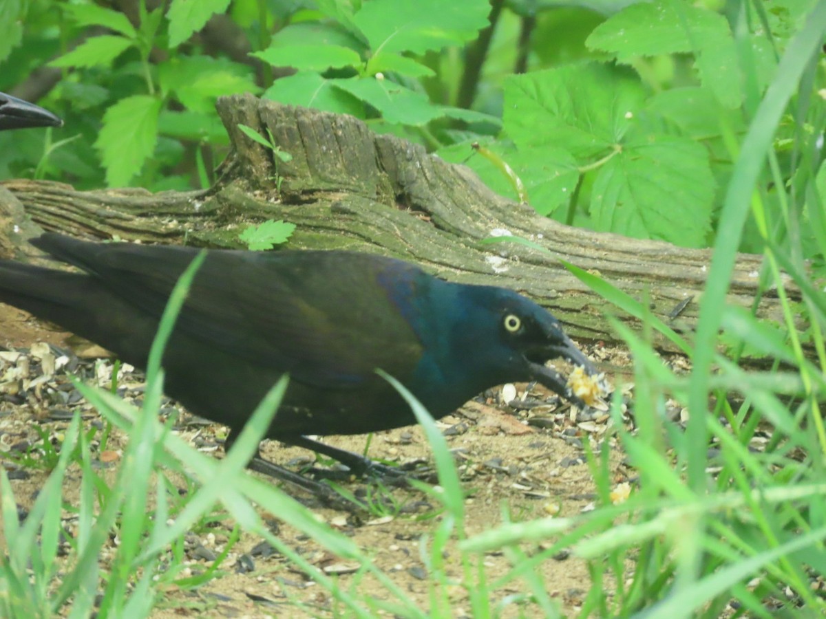 Common Grackle - ML619650670