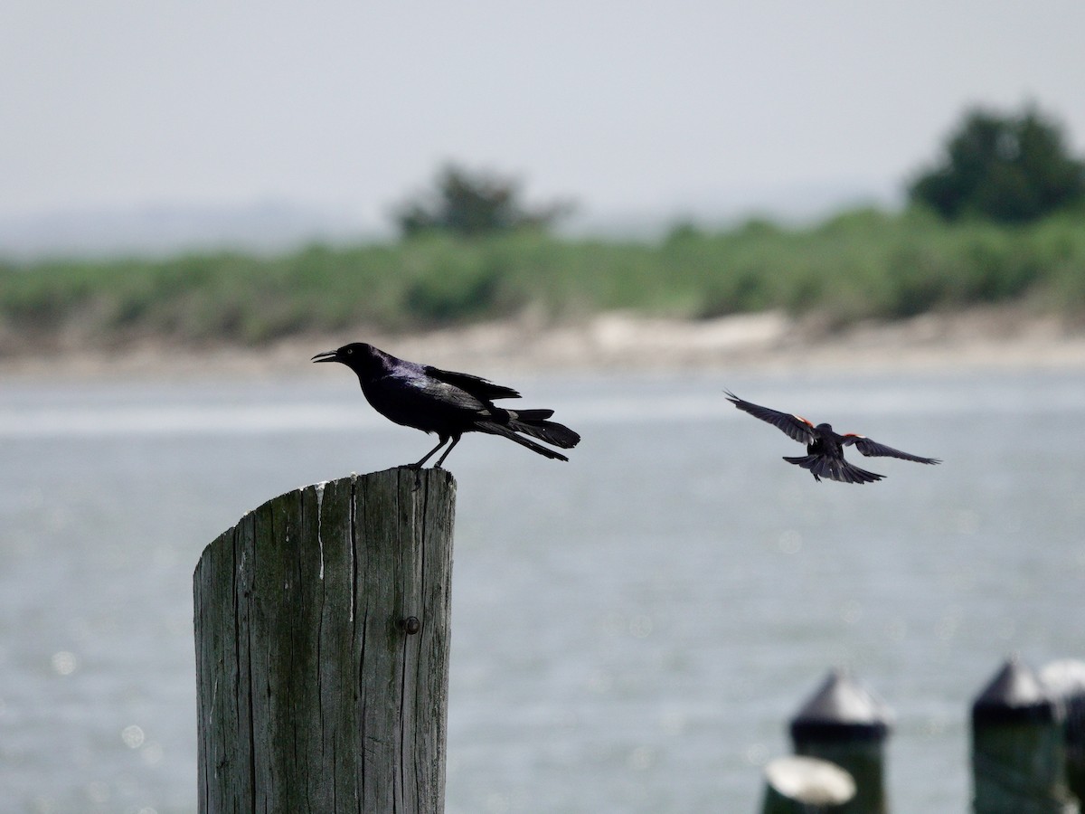 Boat-tailed Grackle - Yi-Ying Lee