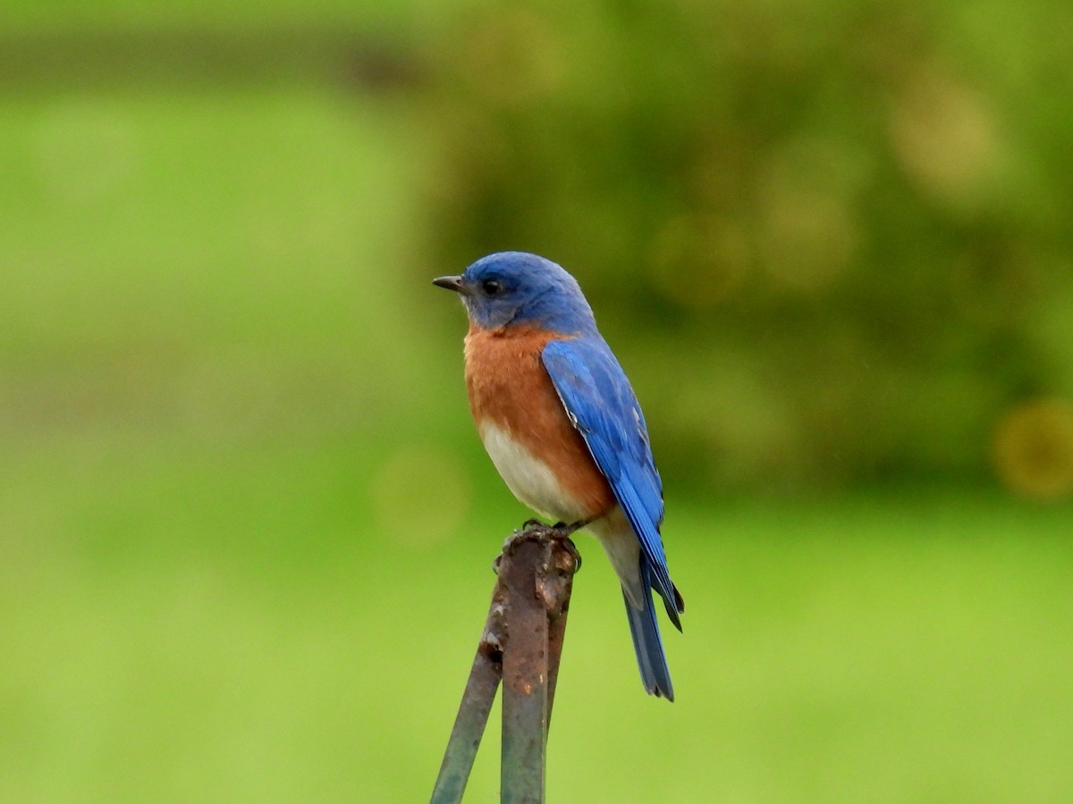 Eastern Bluebird - Dorothy Davis