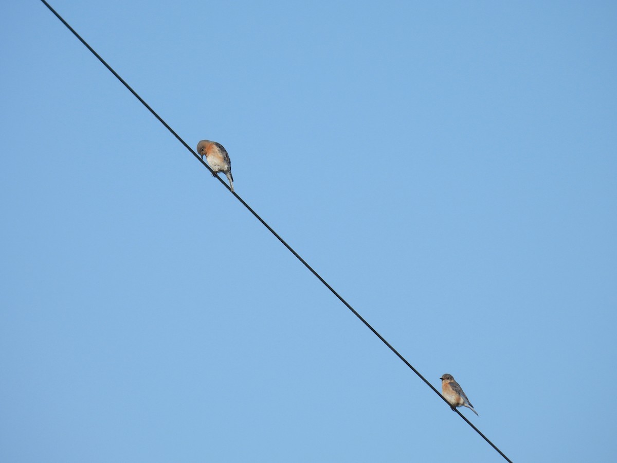 Eastern Bluebird - Dorothy Davis