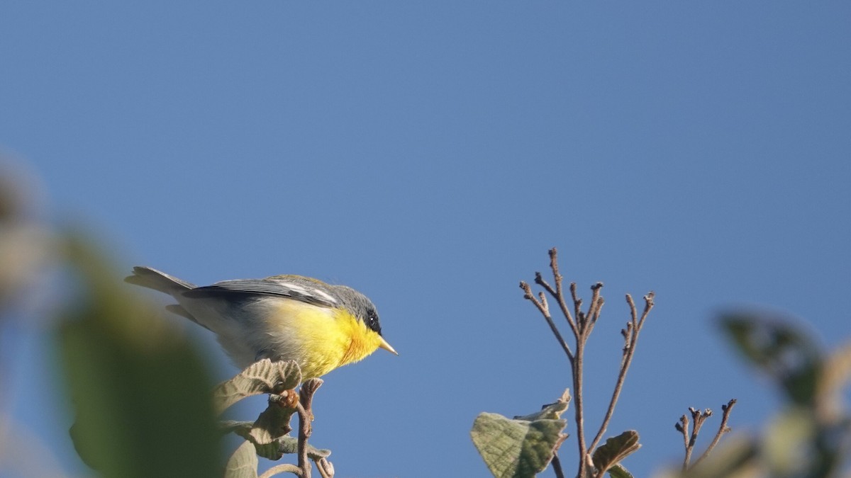 Tropical Parula - leo wexler-mann