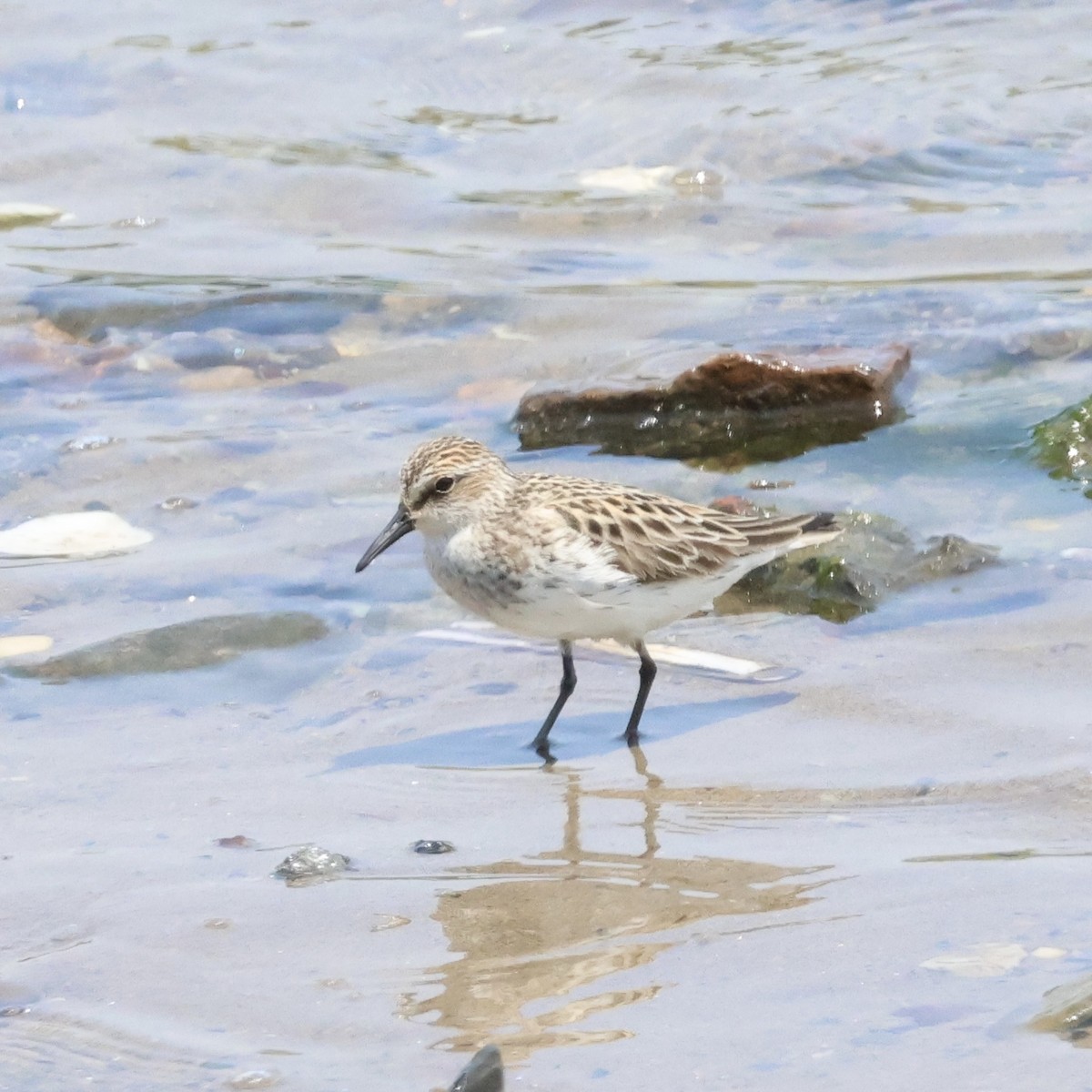 Semipalmated Sandpiper - Parsley Steinweiss