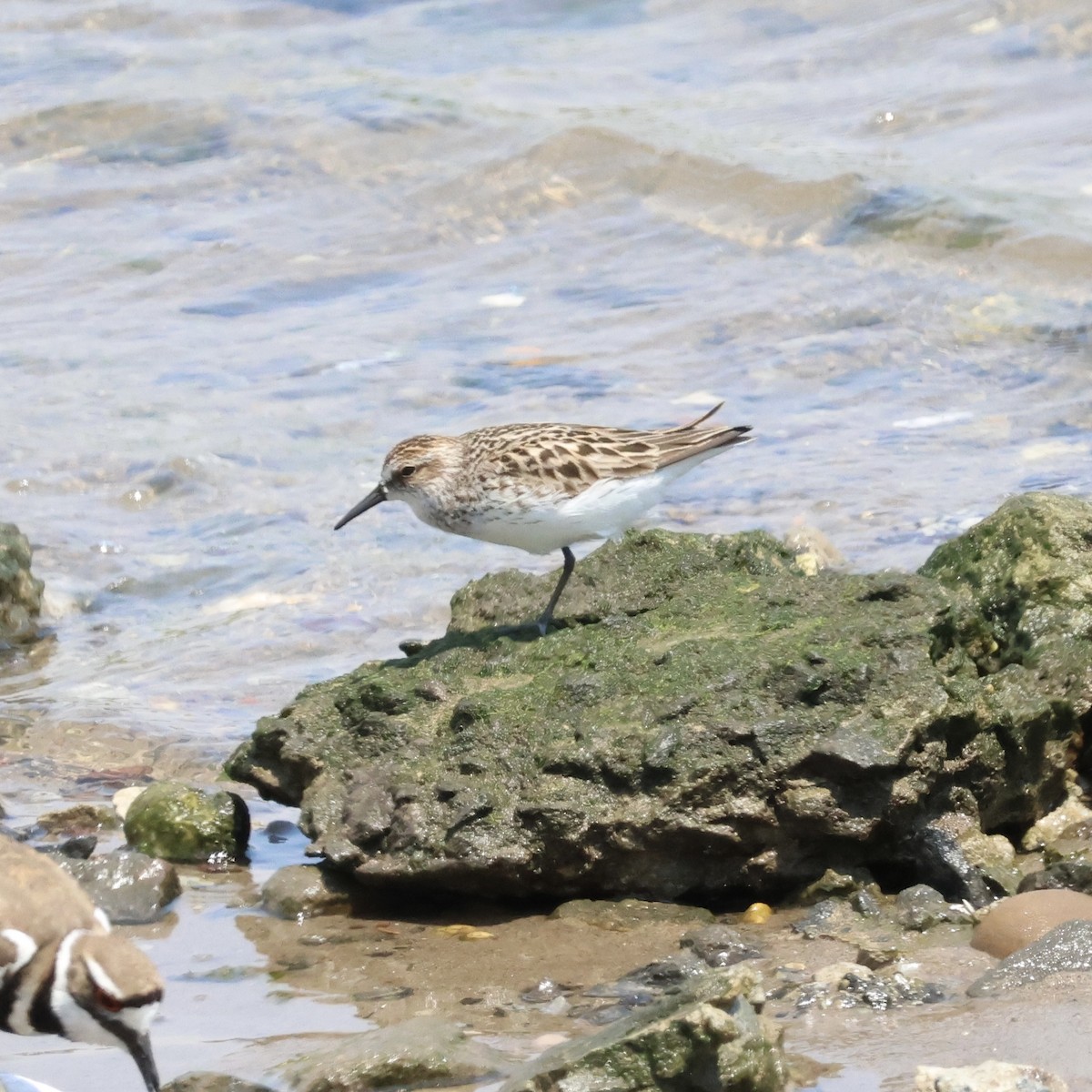 Semipalmated Sandpiper - Parsley Steinweiss