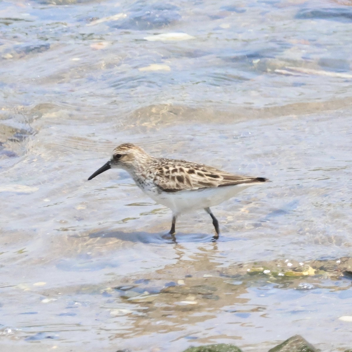 Semipalmated Sandpiper - Parsley Steinweiss