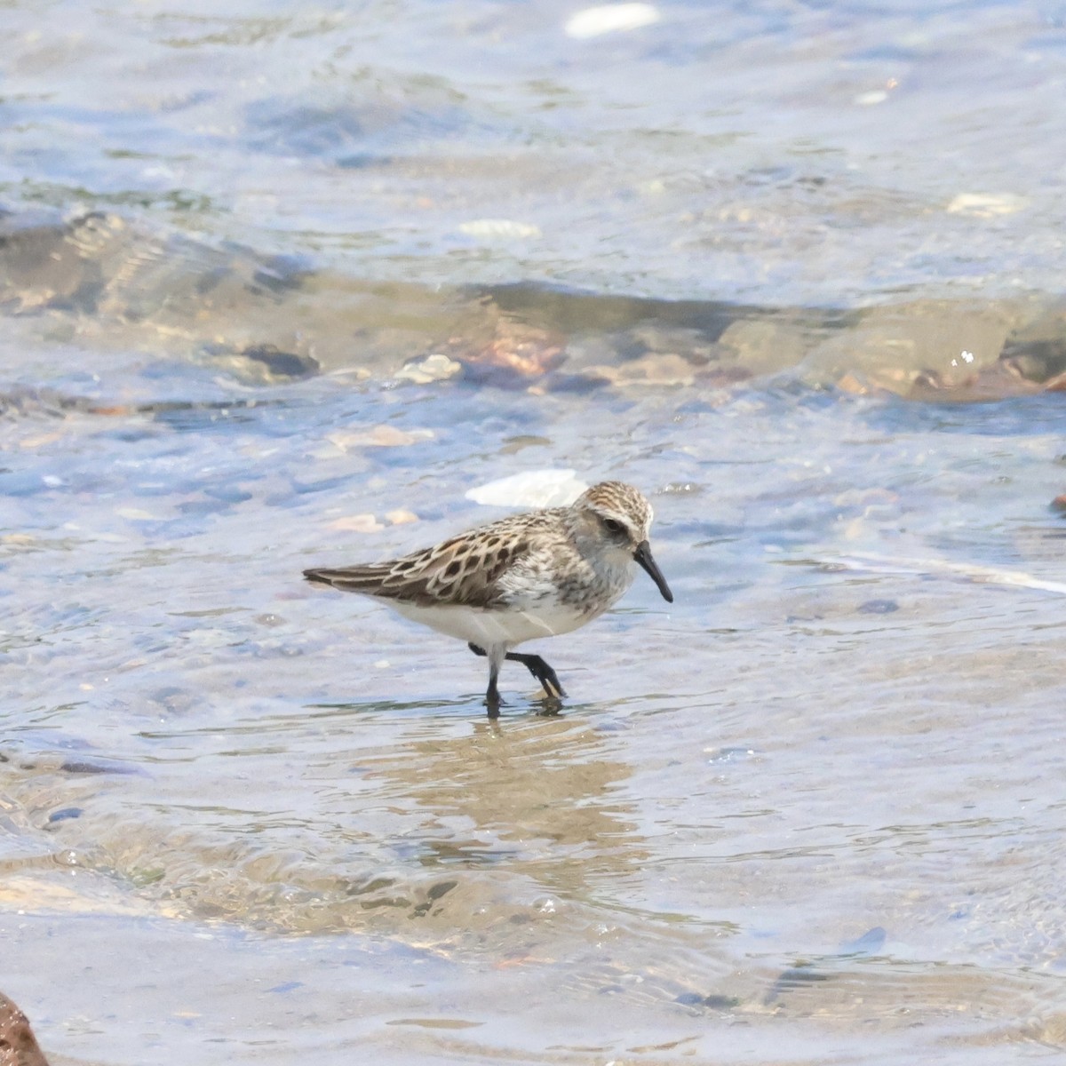 Semipalmated Sandpiper - Parsley Steinweiss