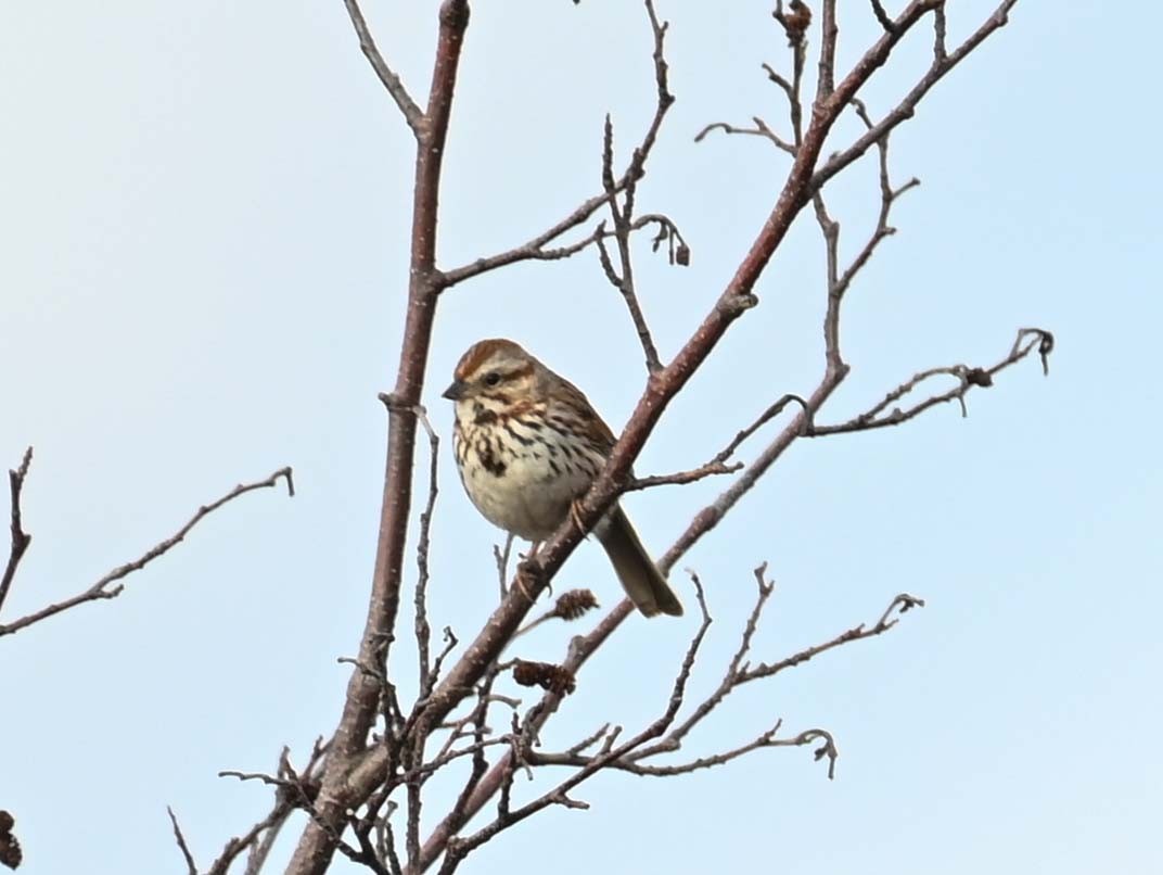 Song Sparrow - Kathy Marche