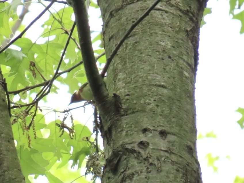 Bay-breasted Warbler - Kathy Broshous