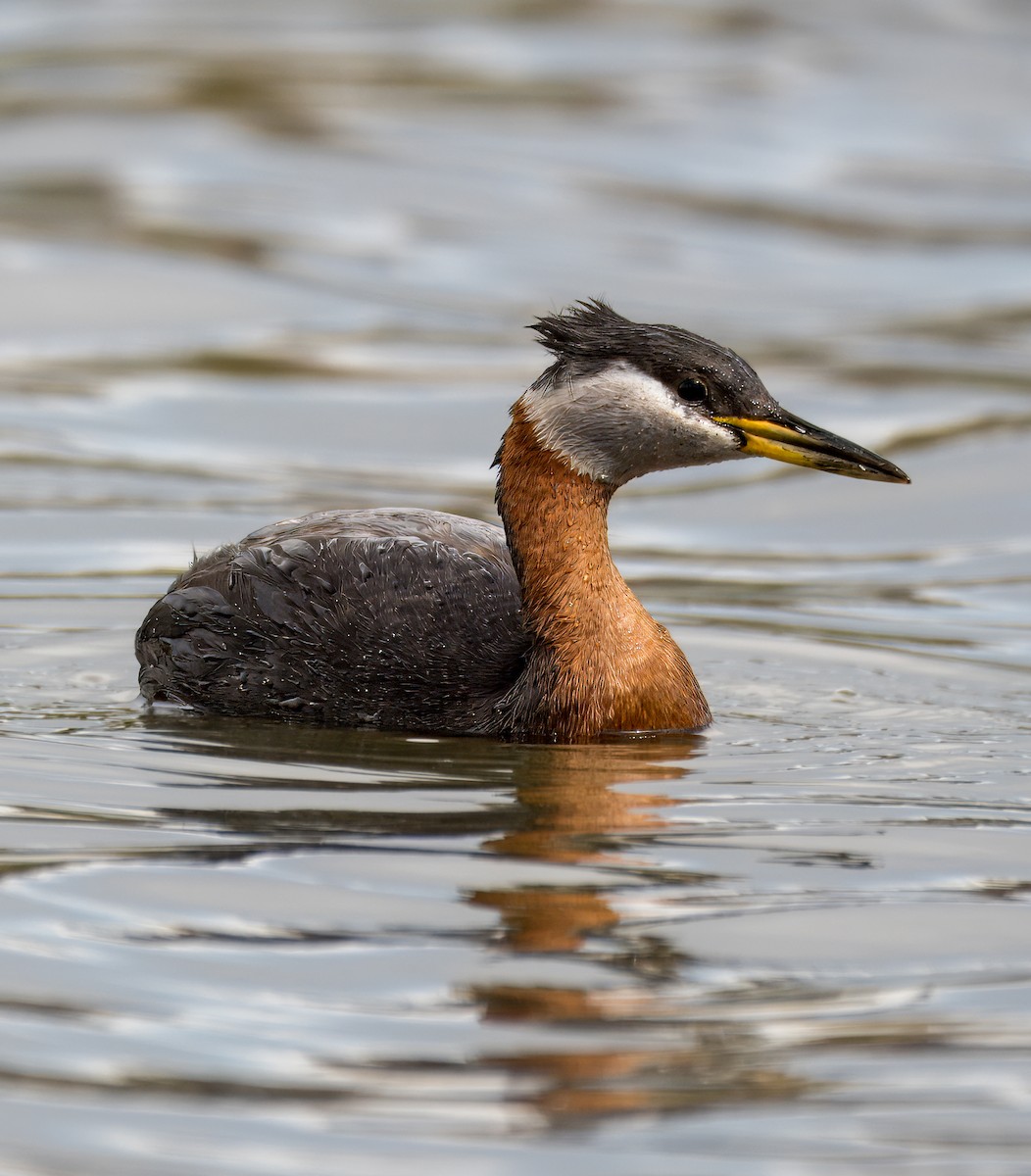 Red-necked Grebe - ML619650693
