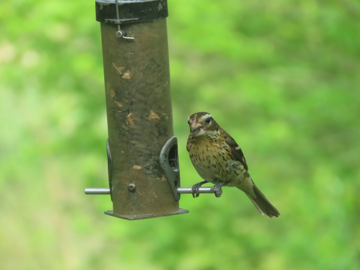 Rose-breasted Grosbeak - ML619650698