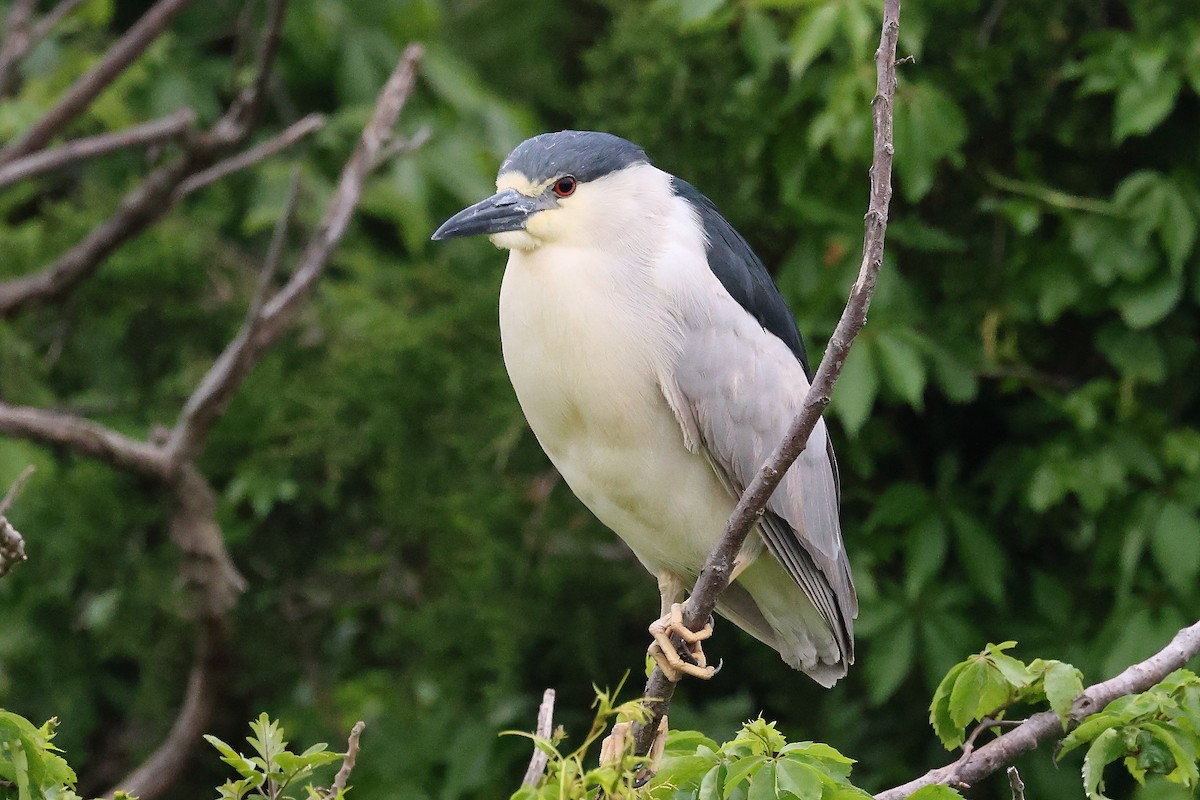 Black-crowned Night Heron - Darcy Pinotti