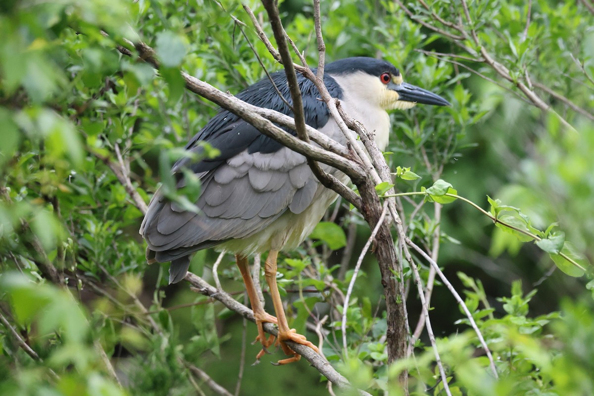 Black-crowned Night Heron - Darcy Pinotti