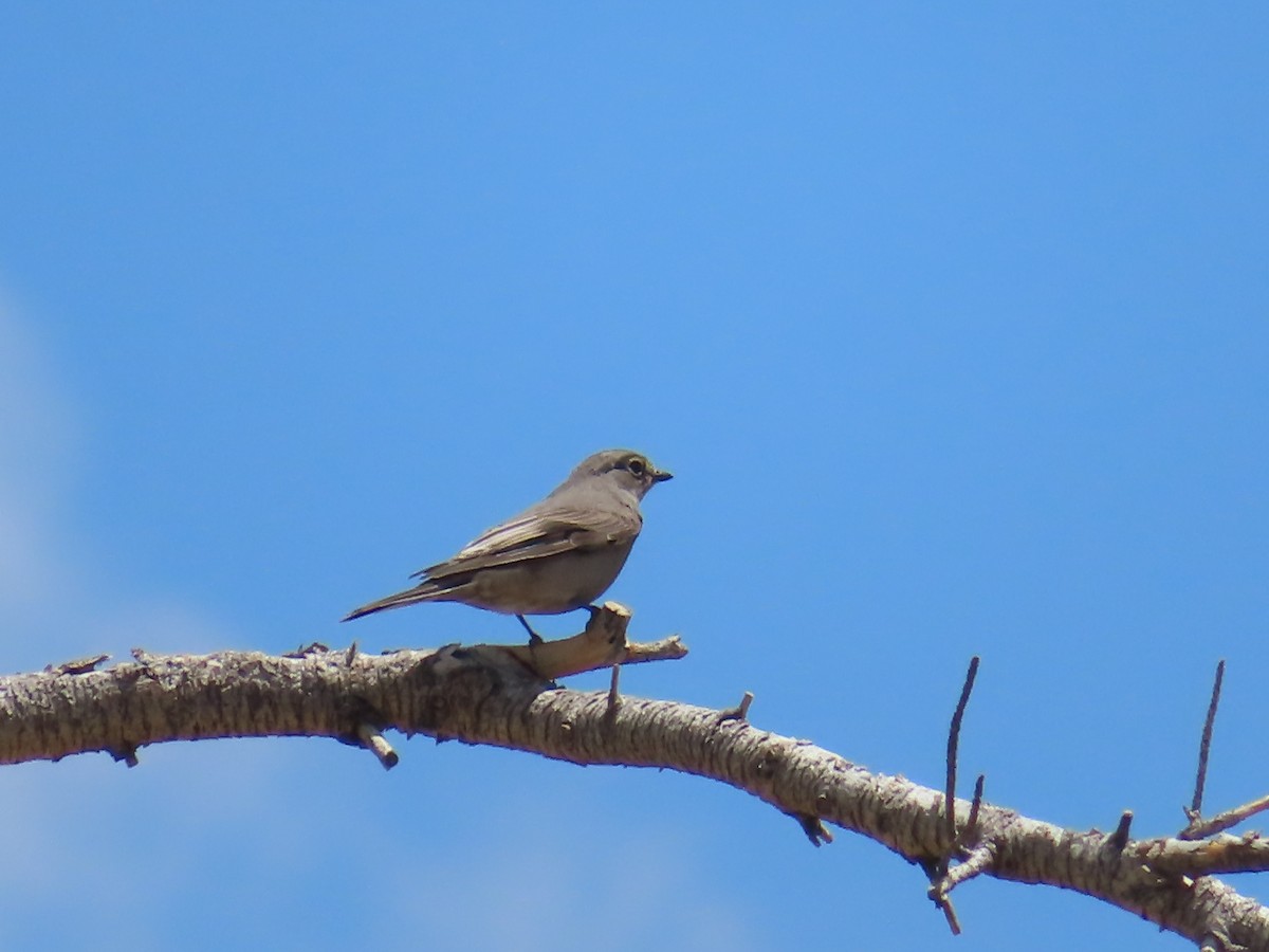 Townsend's Solitaire - Ursula  Mitra