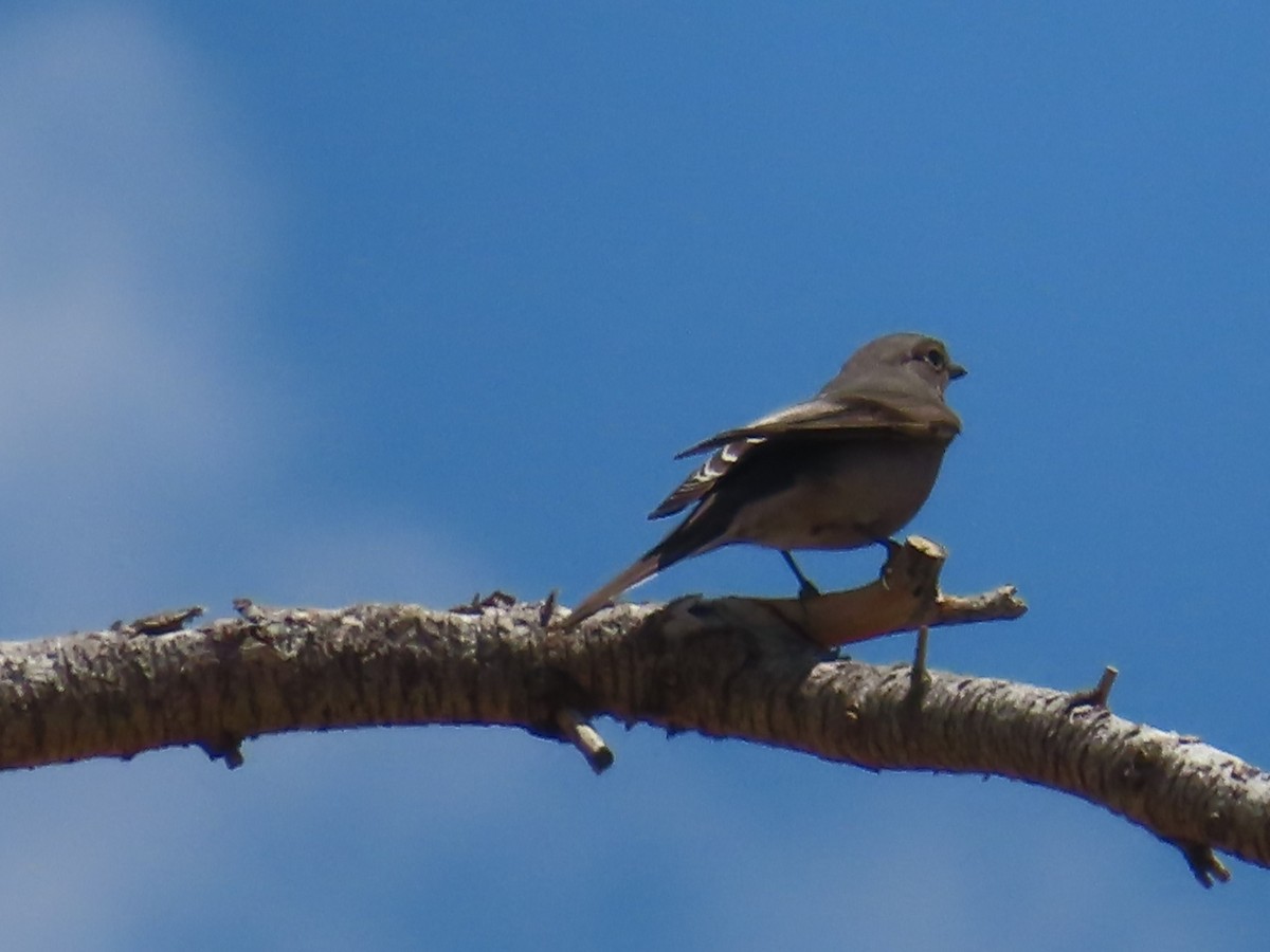 Townsend's Solitaire - Ursula  Mitra