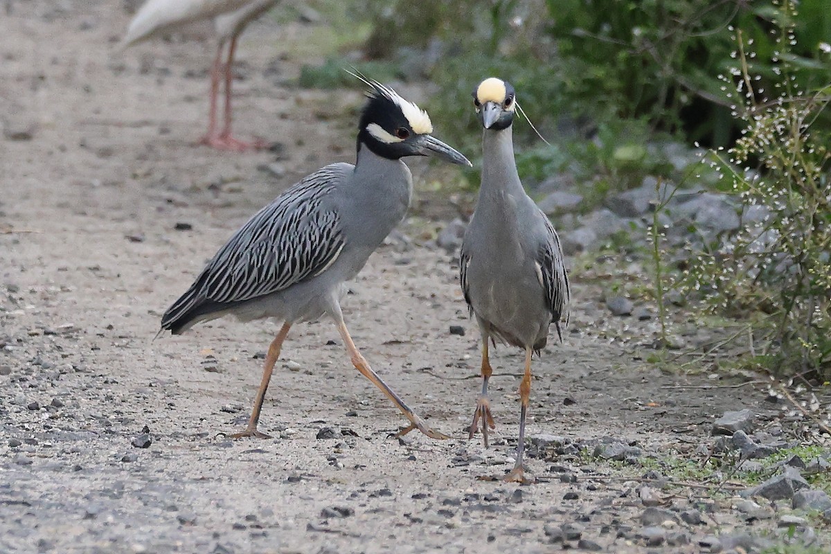 Yellow-crowned Night Heron - Darcy Pinotti