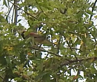 Plain-backed Sparrow - Zafeer Ahmed Shaikh