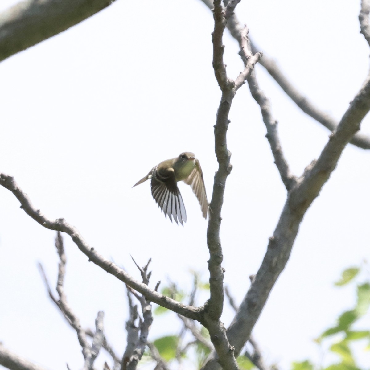 Willow Flycatcher - ML619650717