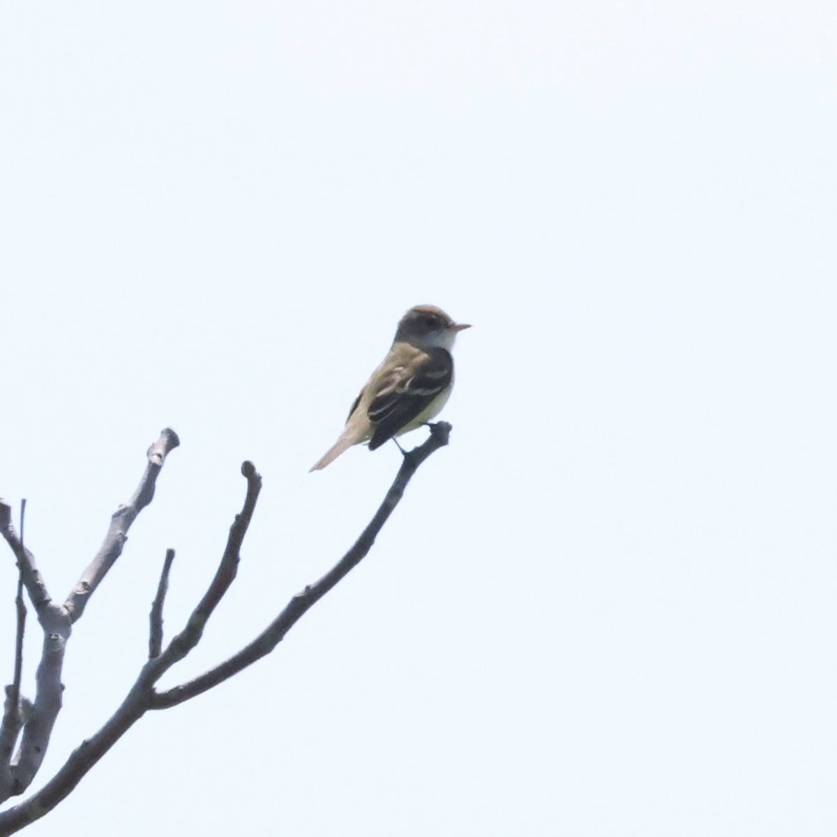 Willow Flycatcher - ML619650718