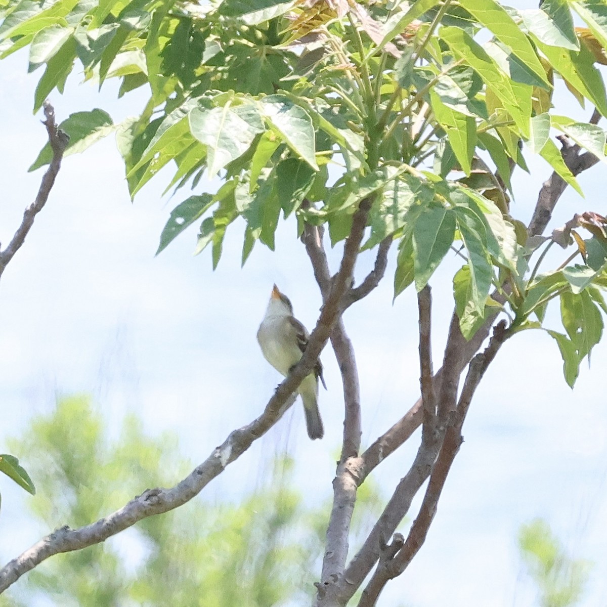 Willow Flycatcher - ML619650720